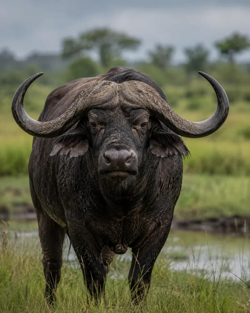 American Bison Sound Effect | Natural Buffalo Calls sound effect